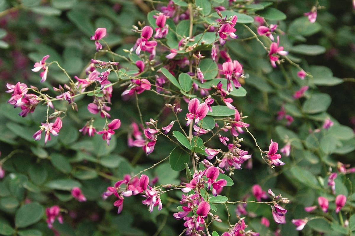 Antigonon leptopus. Es una planta originaria de México, donde se la conoce como flor de San Diego.