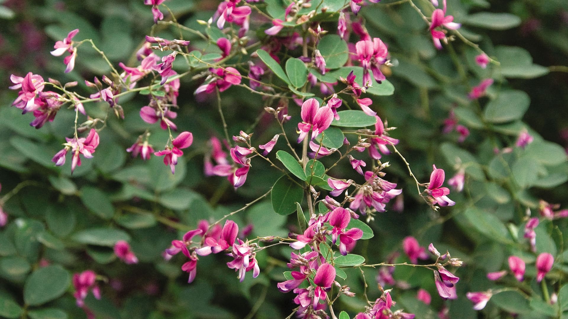 Antigonon leptopus. Es una planta originaria de México, donde se la conoce como flor de San Diego.