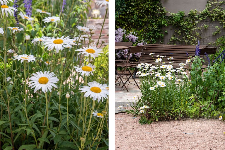 .Leucanthemum maximum