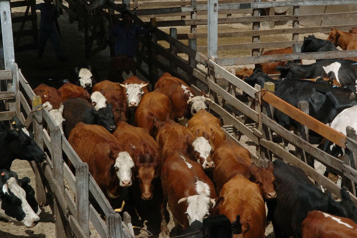 Leve baja de precios en el mercado