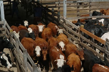 Leve baja de precios en el mercado