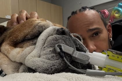 Lewis Hamilton expresó su preocupación por la salud de su perro (Foto: Instagram @lewishamilton)