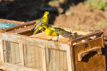 Liberación de aves rescatadas del mercado ilegal en La Pampa - Crédito