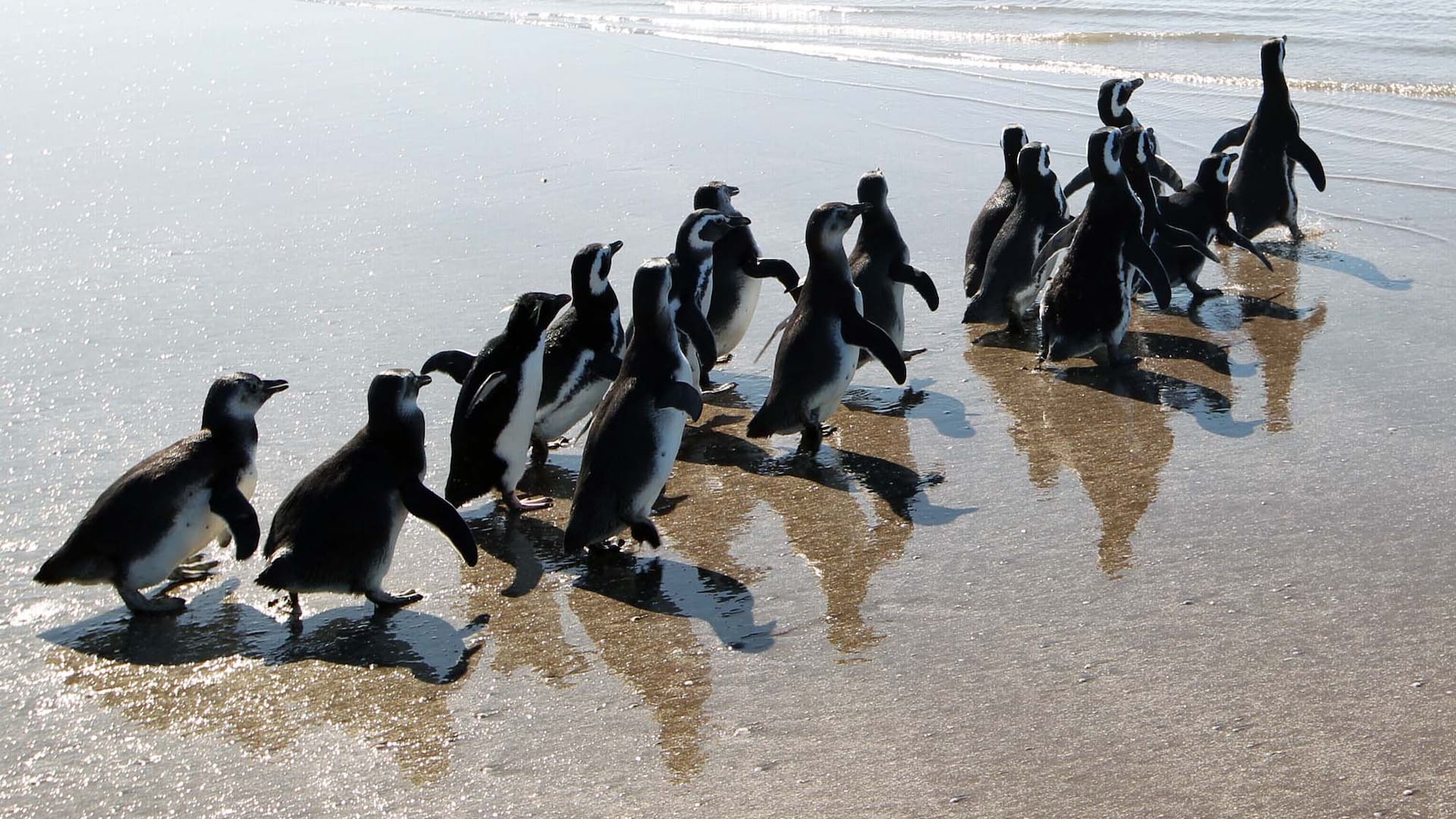 Liberación de pingüinos en San Clemente del Tuyú
