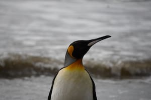 Liberaron a un pingüino rey tras una extensa rehabilitación (Foto: Mundo Marino)