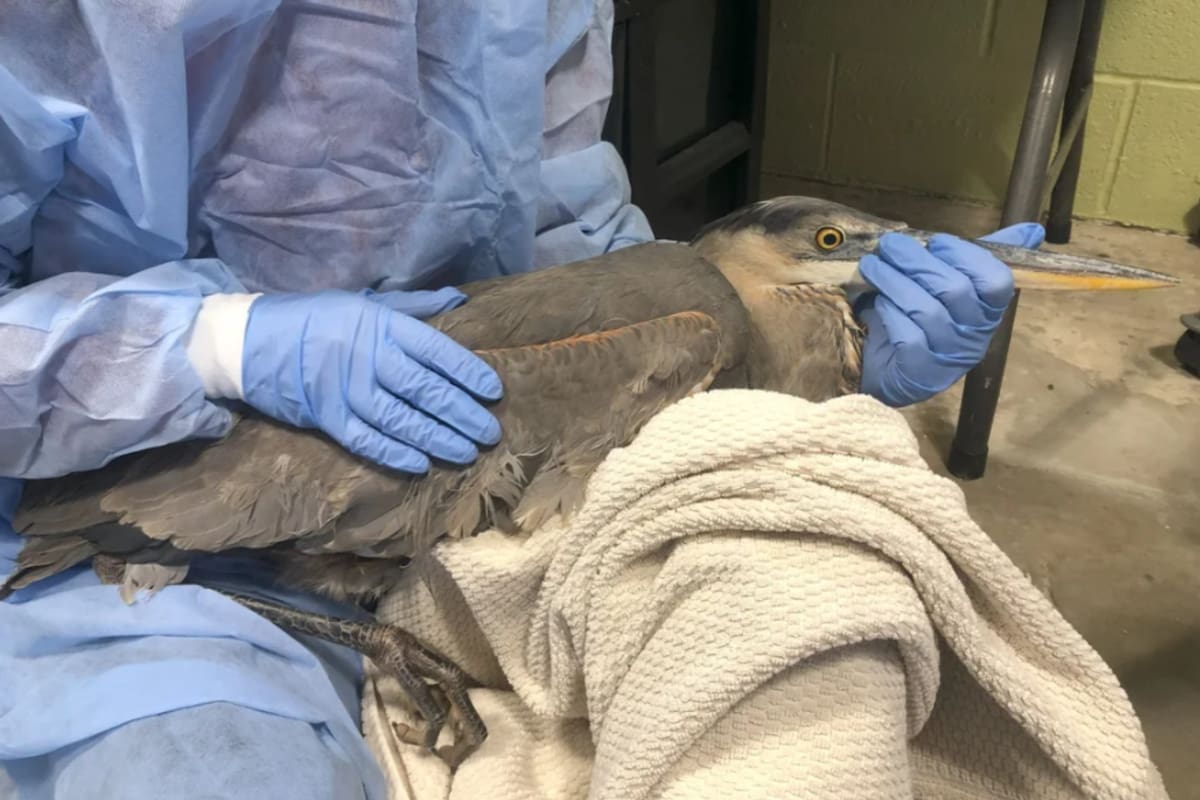 Liberaron a una garza que no podía volar por tener incrustado un hilo de pesca