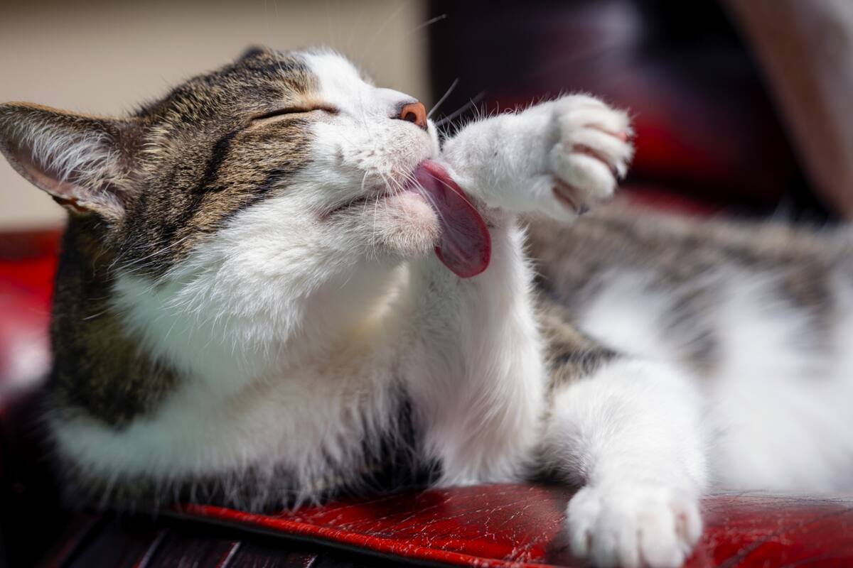Lidiar con los pelos de las mascotas puede ser un desencadenante de alergias