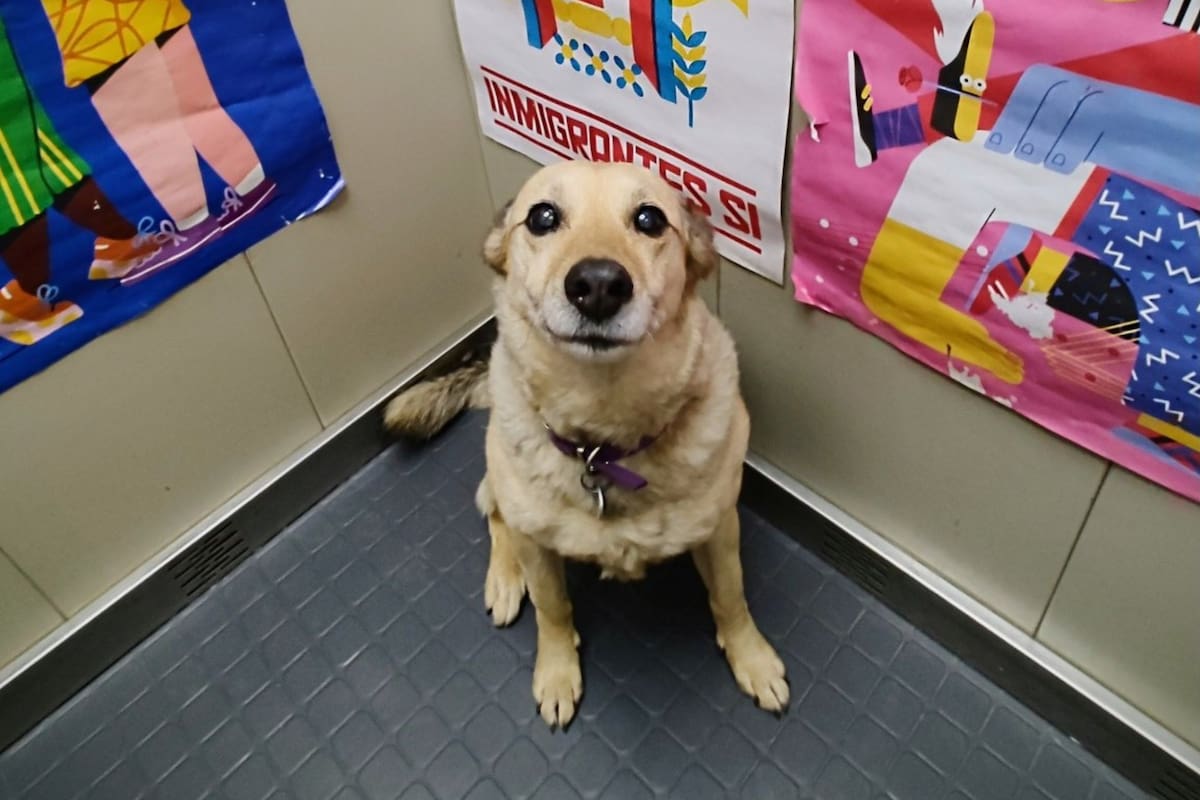 Lila tiene 12 años y entre todos los vecinos cuidan de ella