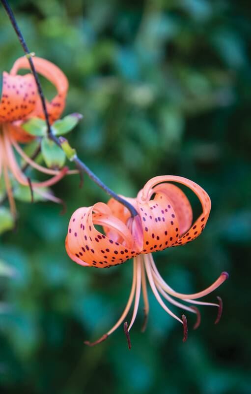 Lilium lancifolium: Es una bulbosa que puede llegar hasta el metro de altura y puede crecer en lugares con temperaturas bajas. Florece en primavera tardía.