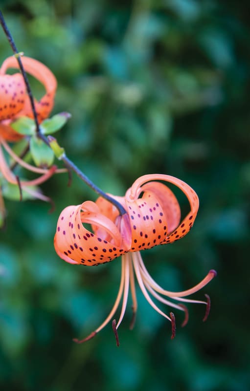 Lilium lancifolium: es una planta bulbosa que puede llegar hasta el metro de altura y puede crecer en lugares con temperaturas bajas. Florece en primavera tardía.