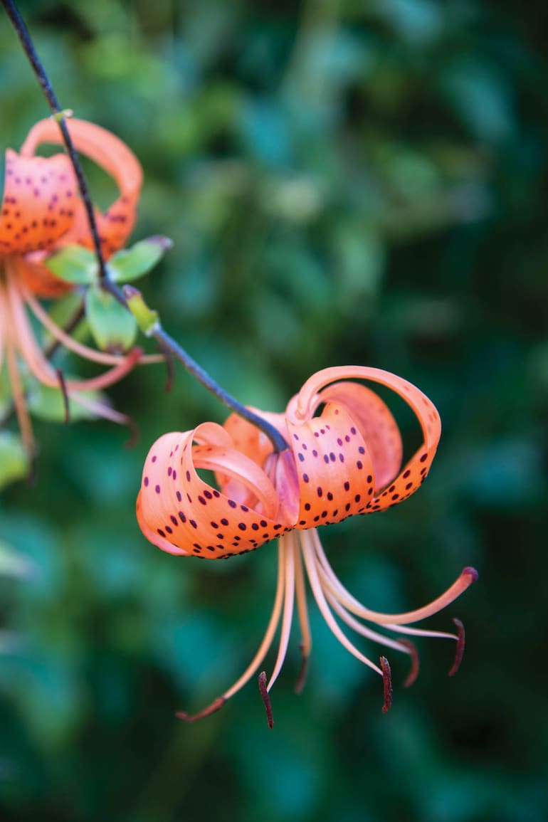 Lilium lancifolium: es una planta bulbosa que puede llegar hasta el metro de altura y puede crecer en lugares con temperaturas bajas. Florece en primavera tardía.