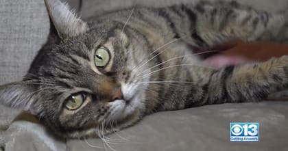 Lily, la protagonista de esta historia