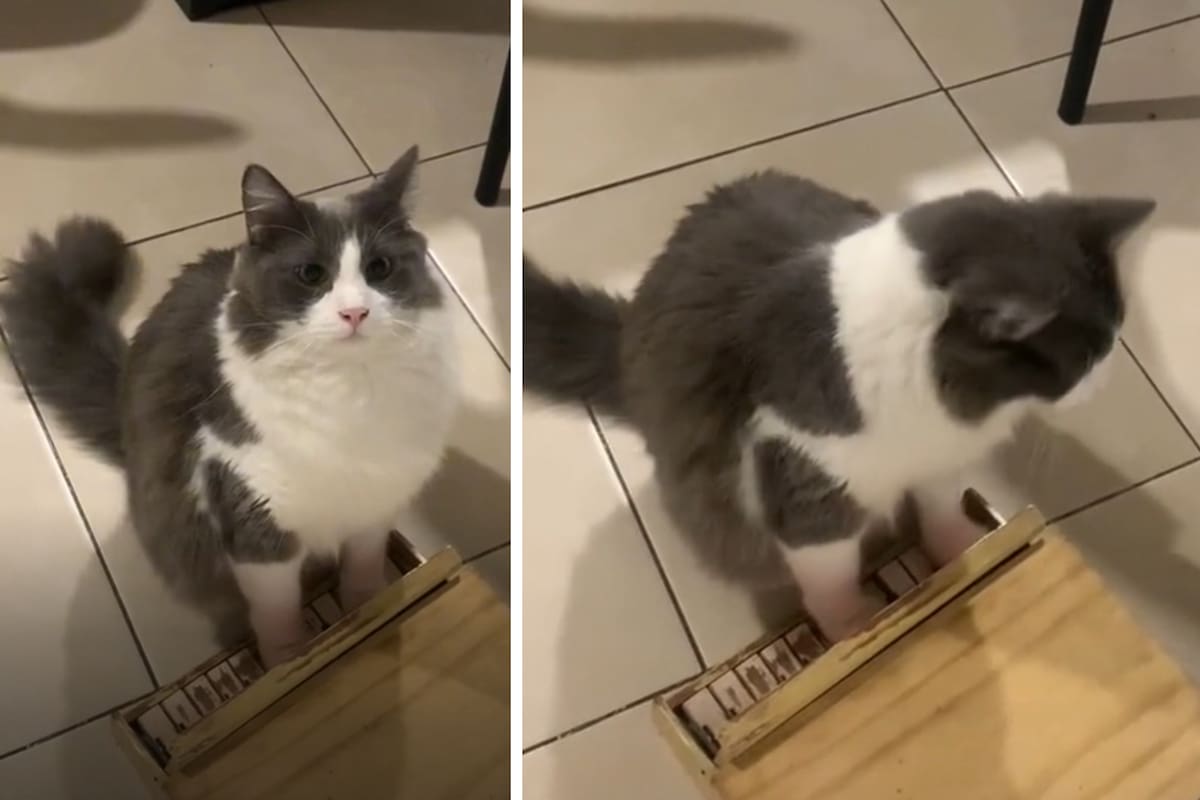 Limón se convirtió en furor por su habilidad para tocar el piano