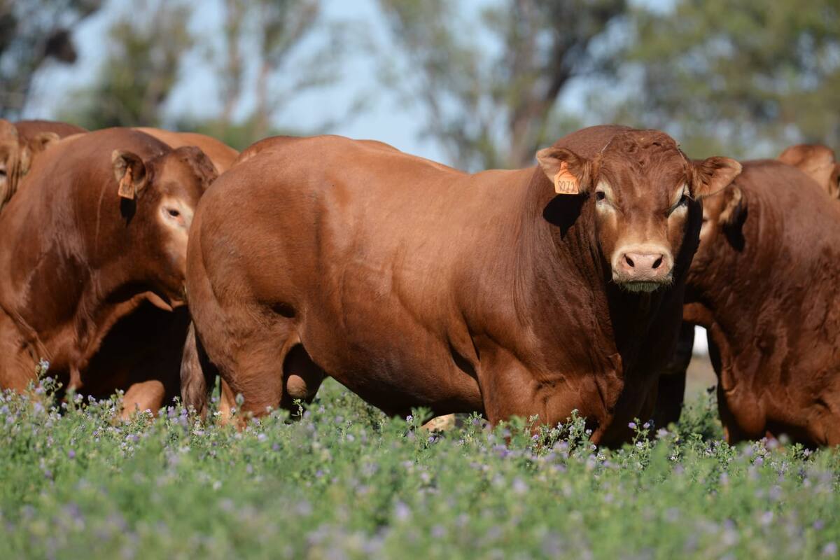 Limousin, presente en la muestra