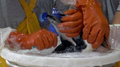 Limpieza de un pingüino saltarín empetrolado