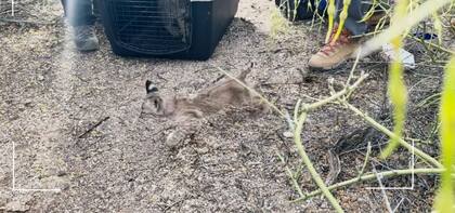 El lince fue liberado junto a su madre