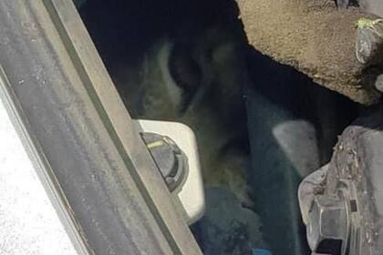 El felino fue rescatado después de quedar atrapado en el auto de un hombre mientras se dirigía a su trabajo