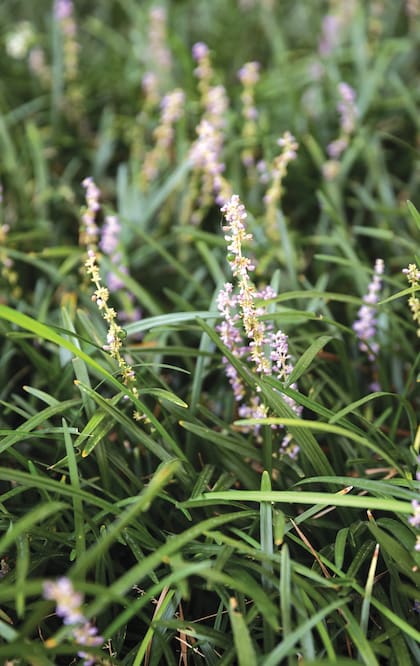 Liriope muscari