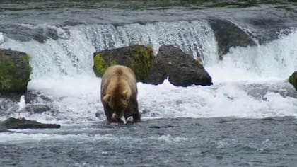 Liz dice que vio osos pescando salmón en un río de Alaska