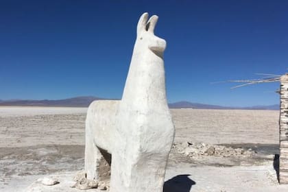 Llama de sal en Salinas Grandes, Jujuy, en donde las comunidades lograron expulsar a las empresas de extracción de litio