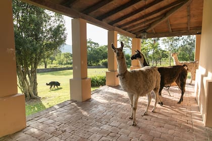 Llamas de visita en la galería.
