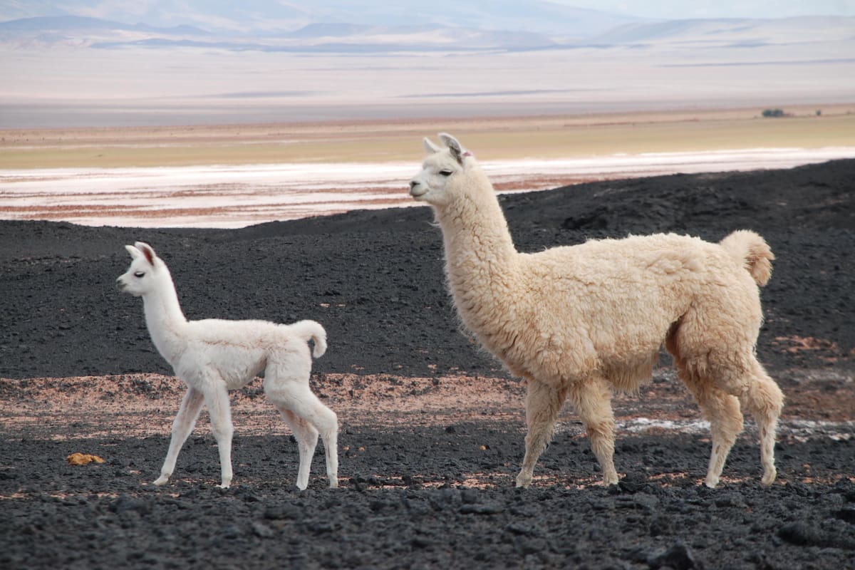 La puna argentina es rica en paisajes y también culturalmente: su gente mantiene tradiciones ancestrales.