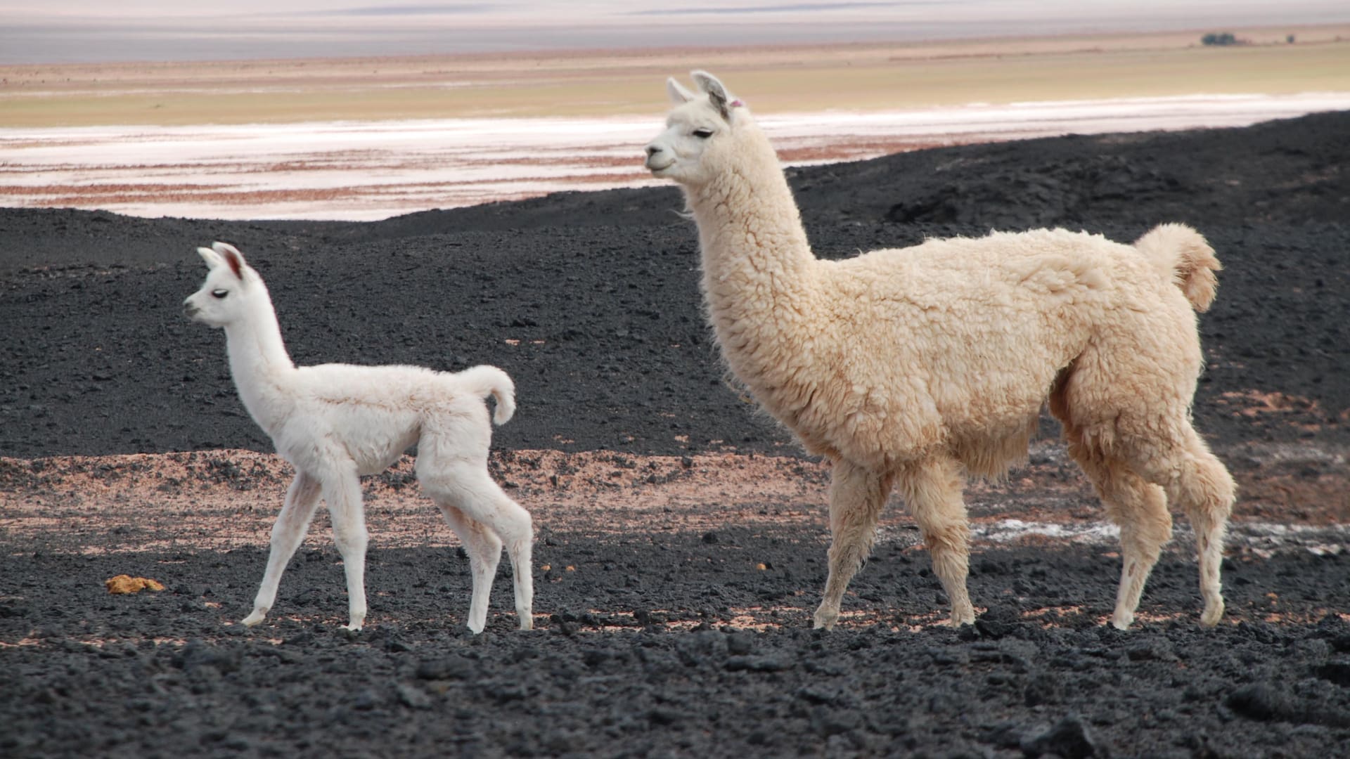 La puna argentina es rica en paisajes y también culturalmente: su gente mantiene tradiciones ancestrales.
