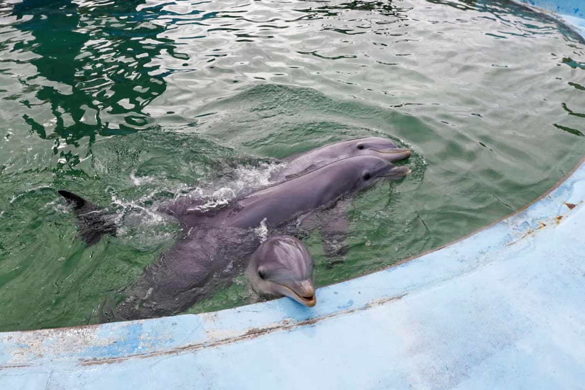 Llamó la atención el color del agua de los piletones del Aquarium Mar del Plata