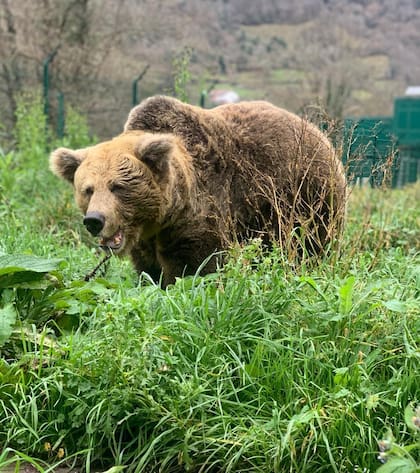 Llega la osofobia a España: cuatro ejemplares muertos en Asturias a manos de furtivos en un año