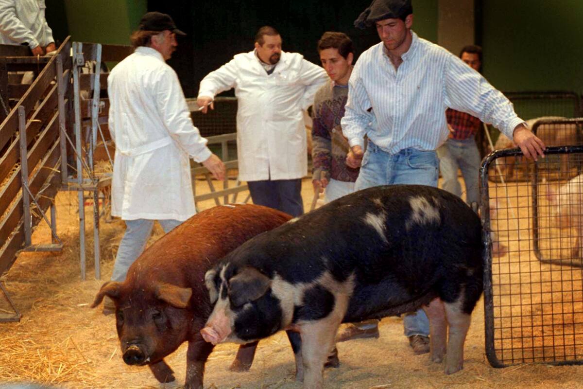 Llegada de cerdos en La Rural