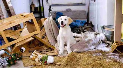 Llegar a casa y encontrar un gran desorden hecho por el perro es un síntoma de ansiedad por separación