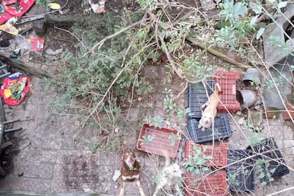 Llegaron a tener 18 perros que estaban en estado de abandono