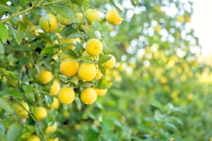Llegaron los limones de invierno y en la cáscara están sus aceites esenciales