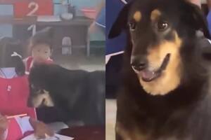 Llevó a una perra con depresión a una escuela y lo que pasó después conmovió a todos