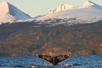 lLs especies que se están observando con más frecuencia dentro del canal son las ballenas jorobadas y la sei