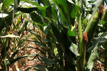 Lluvias favorecen cultivos de maíz en este de Paraguay, pero se espera clima seco en próximos días: LSEG