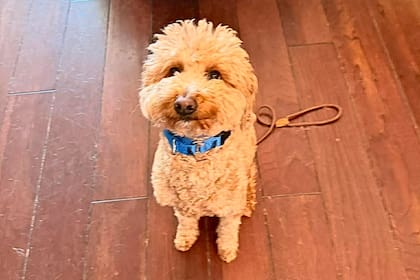 Lo abandonaron en un aeropuerto y su vida cambió la de decenas