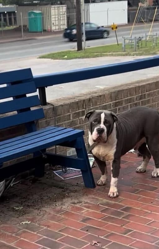 Lo ataron al banco de una plaza y lo abandonaron.