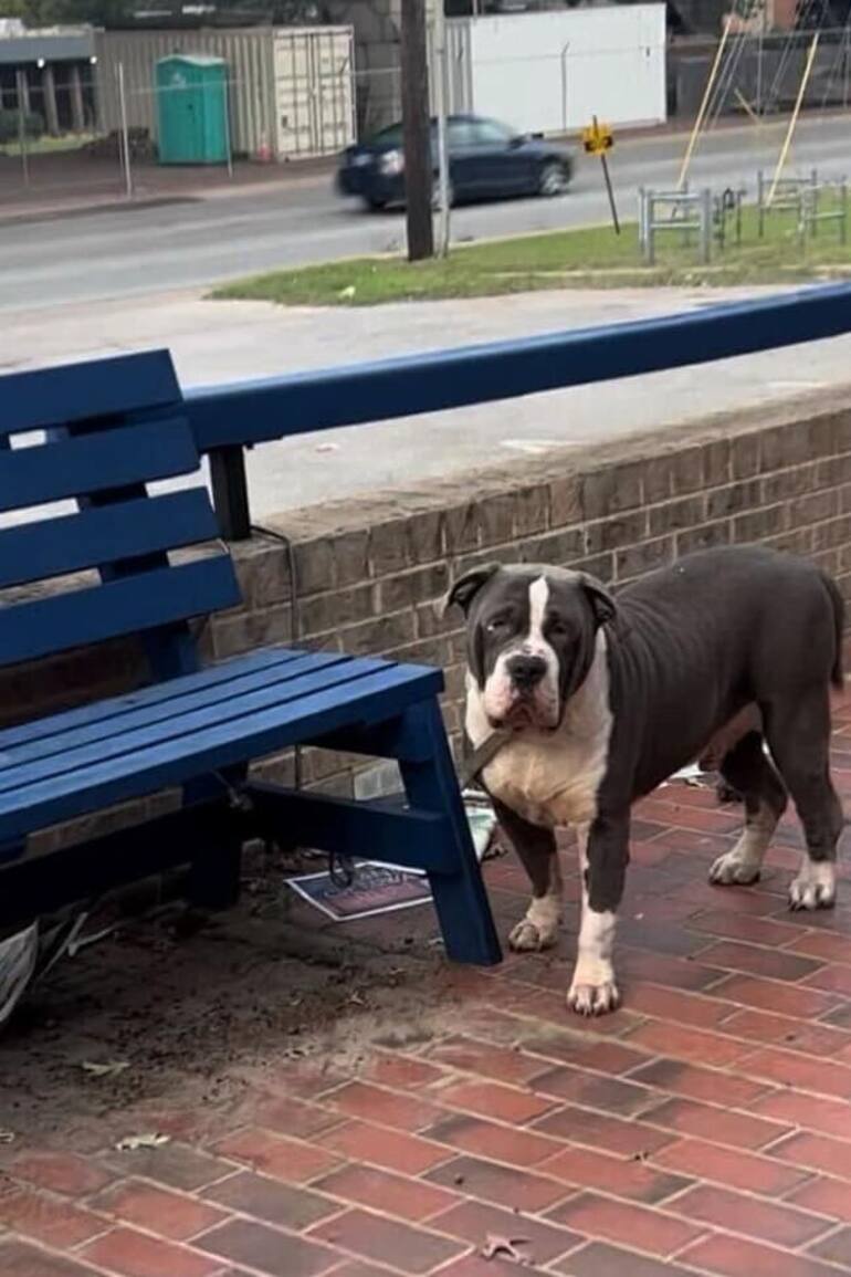 Lo ataron al banco de una plaza y lo abandonaron.