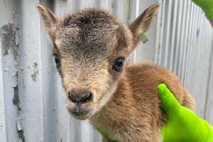 Nacen por fecundación in vitro las primeras cabras salvajes que pueden salvar a otras especies en extinción