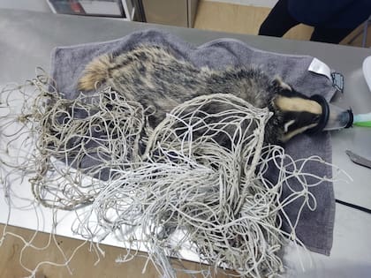 Lo encontraron atrapado en una red.