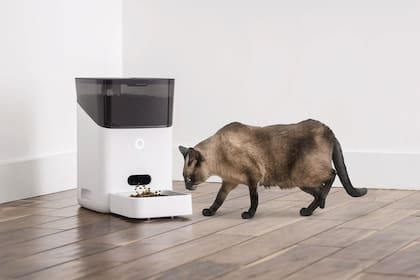 Lo importante respecto a las calorías es que algunos tutores suelen prestarle atención a la ración de alimento, pero no así a los premios o snacks alimenticios que les ofrecen a sus mascotas