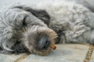 Lo más importante es acudir al veterinario de manera inmediata o lo antes posible