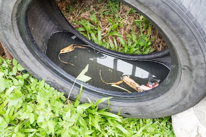Lo mejor para evitar la enfermedad es la prevención, realizar el descacharreo en casa para eliminar los criaderos