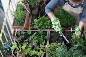 Lo primero es saber dónde vas a ubicar tu huerta y la superficie a destinar