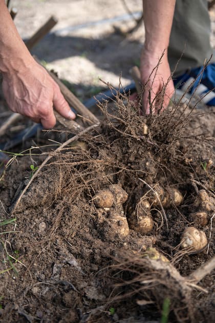 Lo que antes era una rareza de coleccionistas hoy se perfila como uno de los cultivos más prometedores del jardín comestible