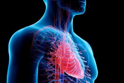 Lo que diferencia al glicocálix endotelial de otros órganos es que no se encuentra en ningún lugar específico del cuerpo, sino en todas partes, en contacto directo con la sangre.