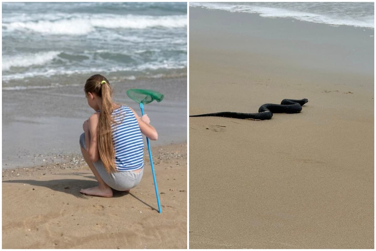 Lo que empezó como un hecho de curiosidad terminó por encender las alarmas de peligro