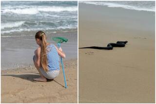 El encuentro viral de una niña con una serpiente en una playa de Maryland