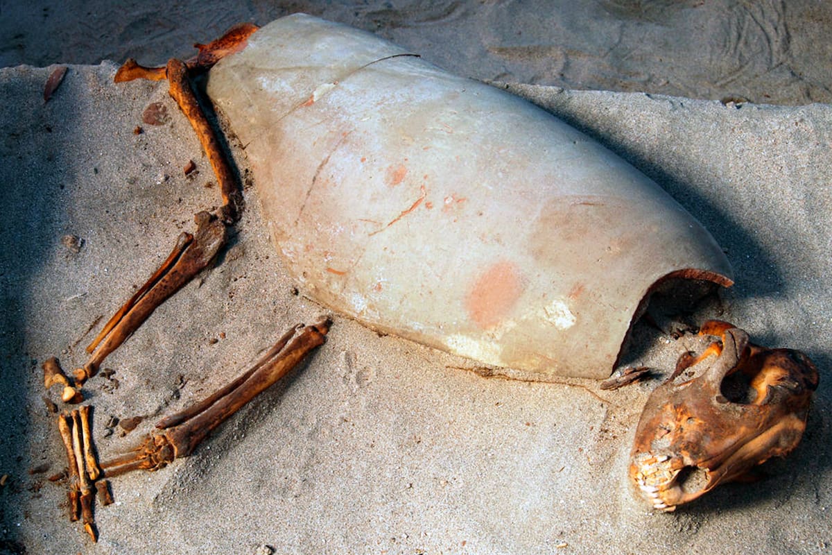 Lo que inicialmente parecía el hallazgo de unos 100 animales, recientemente se descubrió que corresponde a un área donde están enterrados casi 600 gatos, perros y monos de hace 2000 años